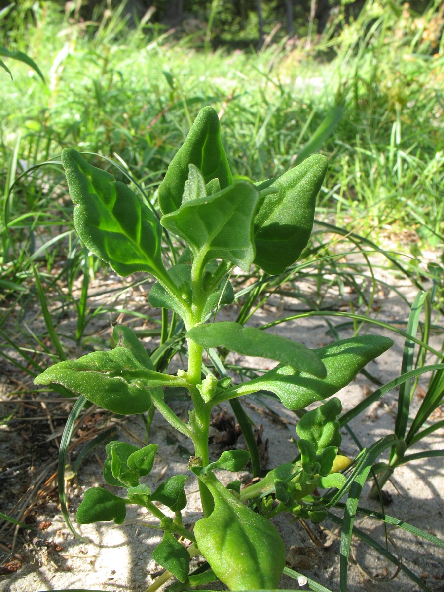 Tetragonia tetragonioides